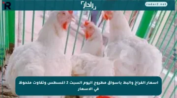 أسعار الفراخ والبط بأسواق مطروح اليوم السبت 2 أغسطس وتفاوت ملحوظ في الأسعار